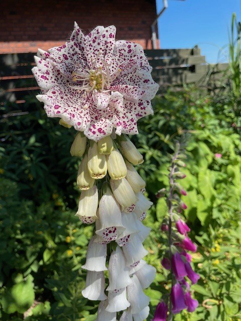 Dagens billede: Jeg har aldrig set en blomst som denne Dagens billede: Jeg har aldrig set en blomst som denne
