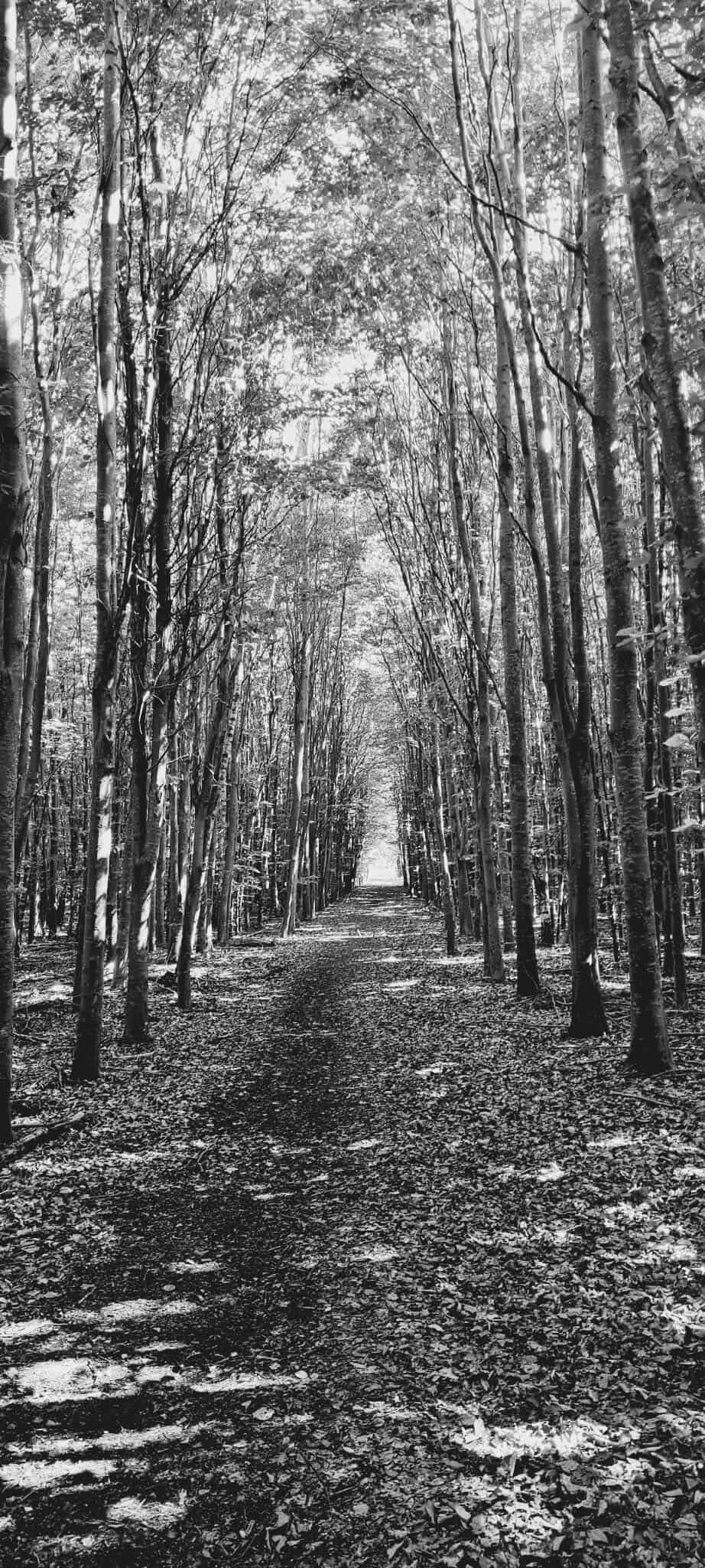 Dagens billede: Skoven ved Pedersker Dagens billede: Skoven ved Pedersker
