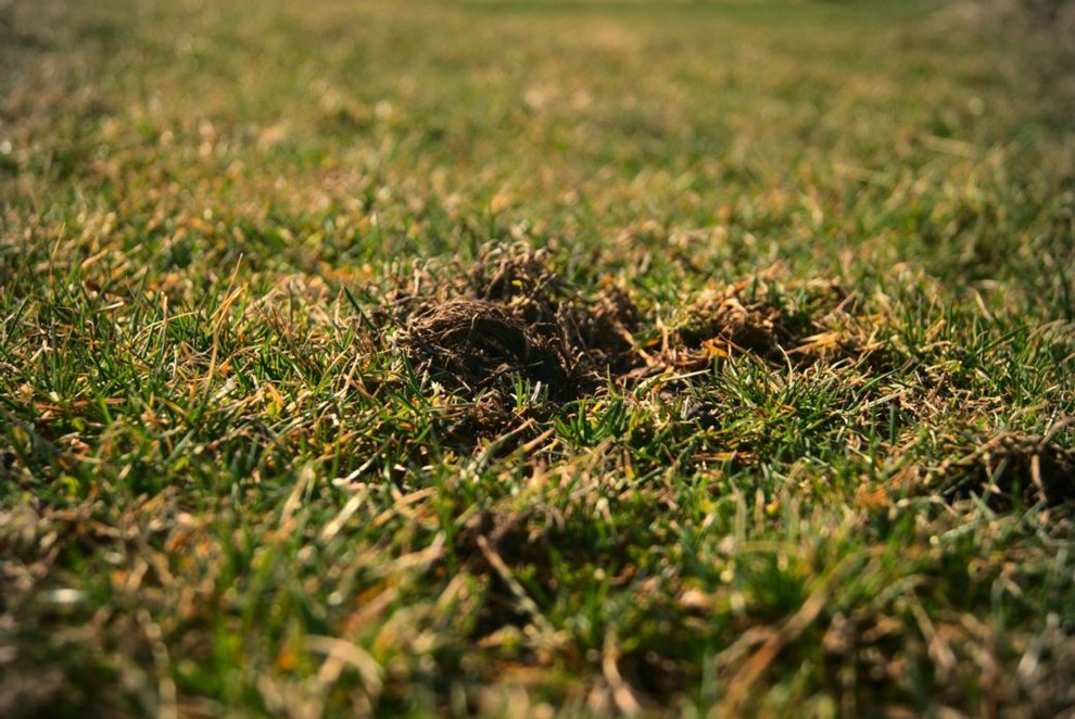 Slip af med muldvarper og mosegrise  professionel bekmpelse der virker