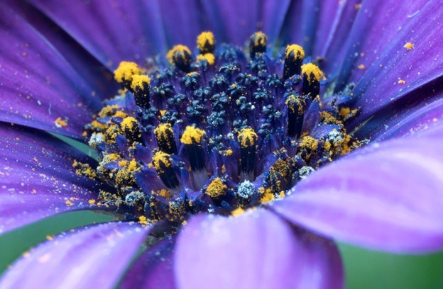 Blomster bringer glde  nu hurtigere og mere personligt end nogensinde