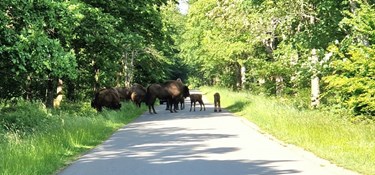 Naturstyrelsen svigter sine bisoner