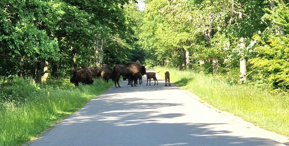 Naturstyrelsen svigter sine bisoner