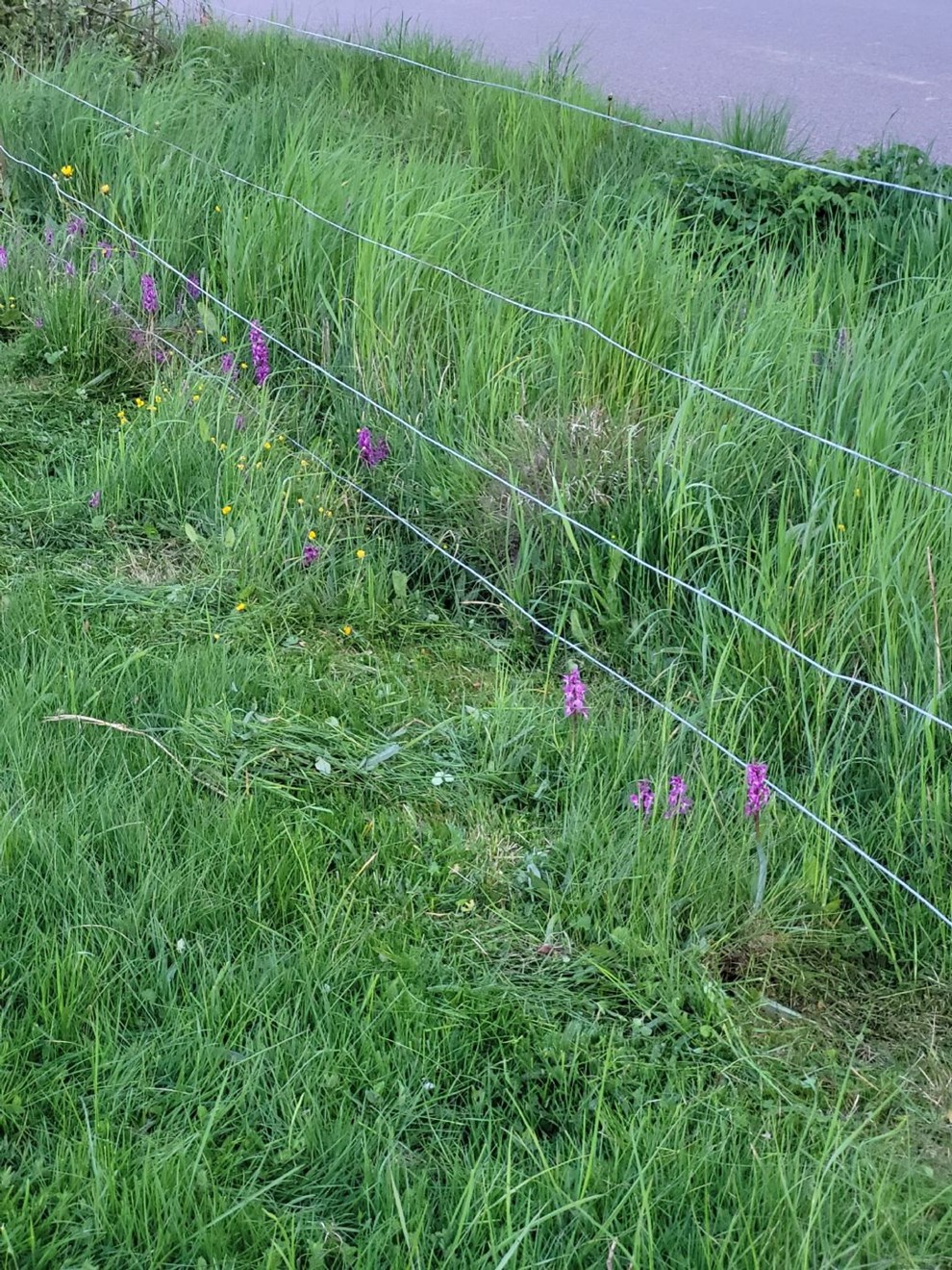 De fik intet at vide - men s trdte Ellen til
