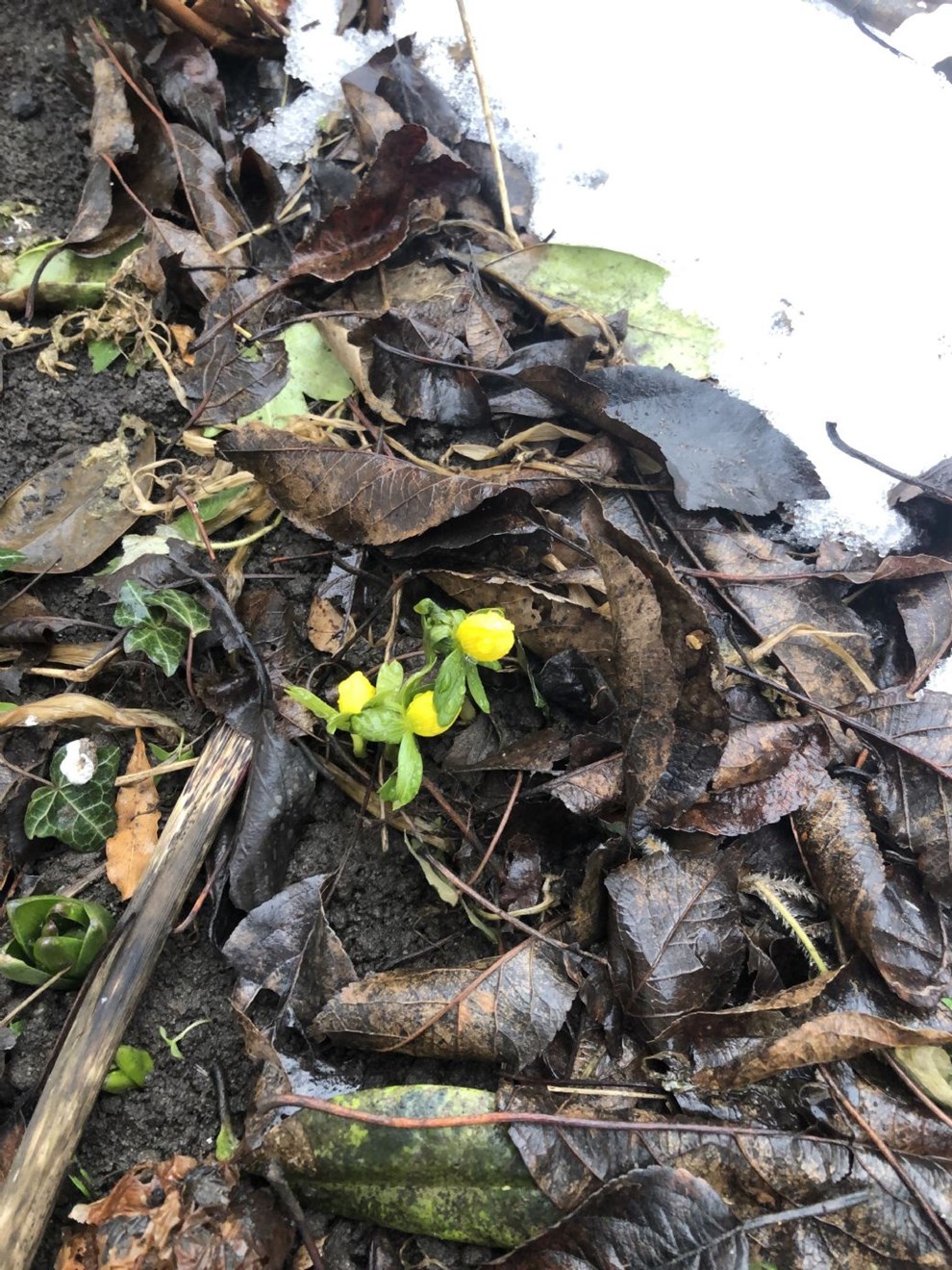 Dagens billede: S� kom den f�rste for�rsbebuder