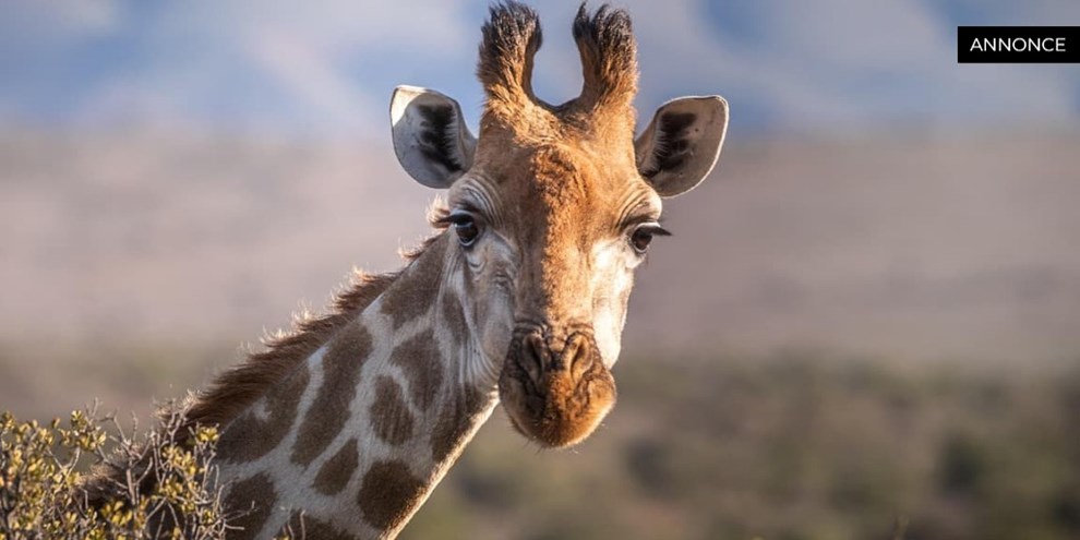 Alt du skal vide om serum til �jenvipper - din guide til l�ngere og fyldigere vipper