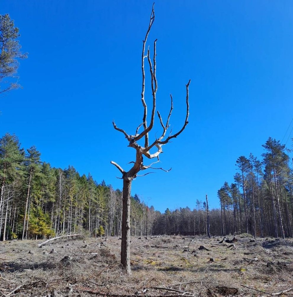 Vores skov er væk Vores skov er væk