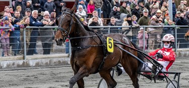 Store Mads-dag på travbanen