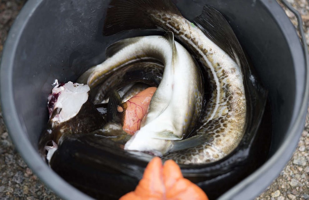 Kan ende i mennesker: Der er fundet plastik i mange af �sters�ens fisk