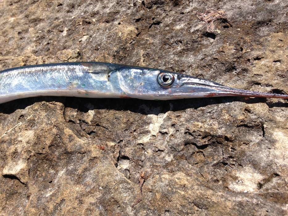 Hornfisken f�r sin egen dag: 'Der er masser af dem'