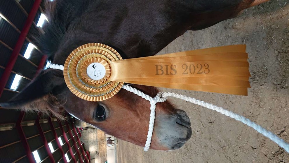 Landets bedste hingst er bornholmsk