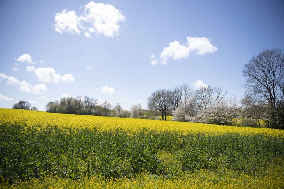 Byggeri kan fordrive ynglende traner
