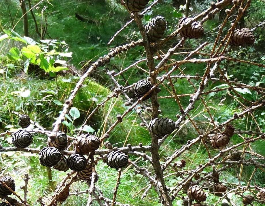 Naturens juledekorationer