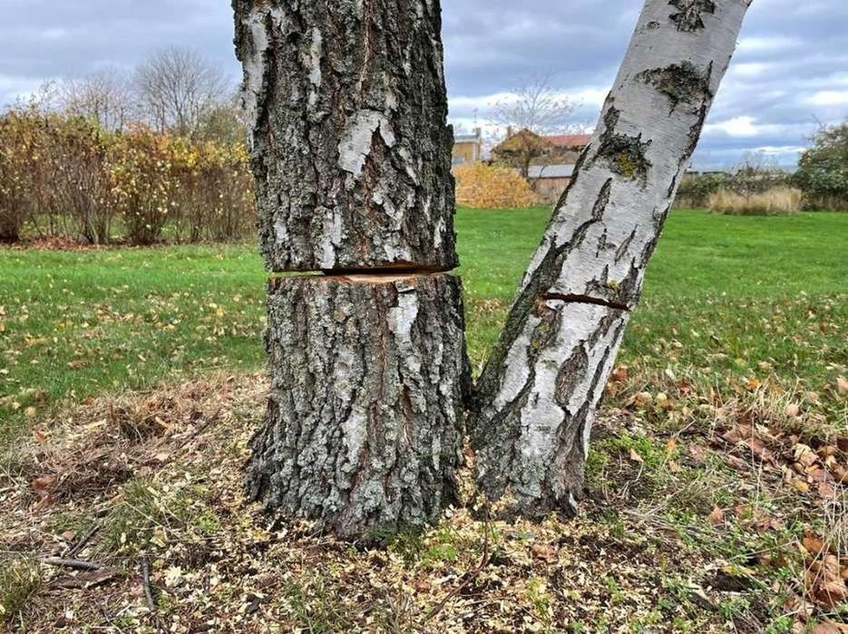 Tr�morder stadig p� fri fod: Dus�r udloves