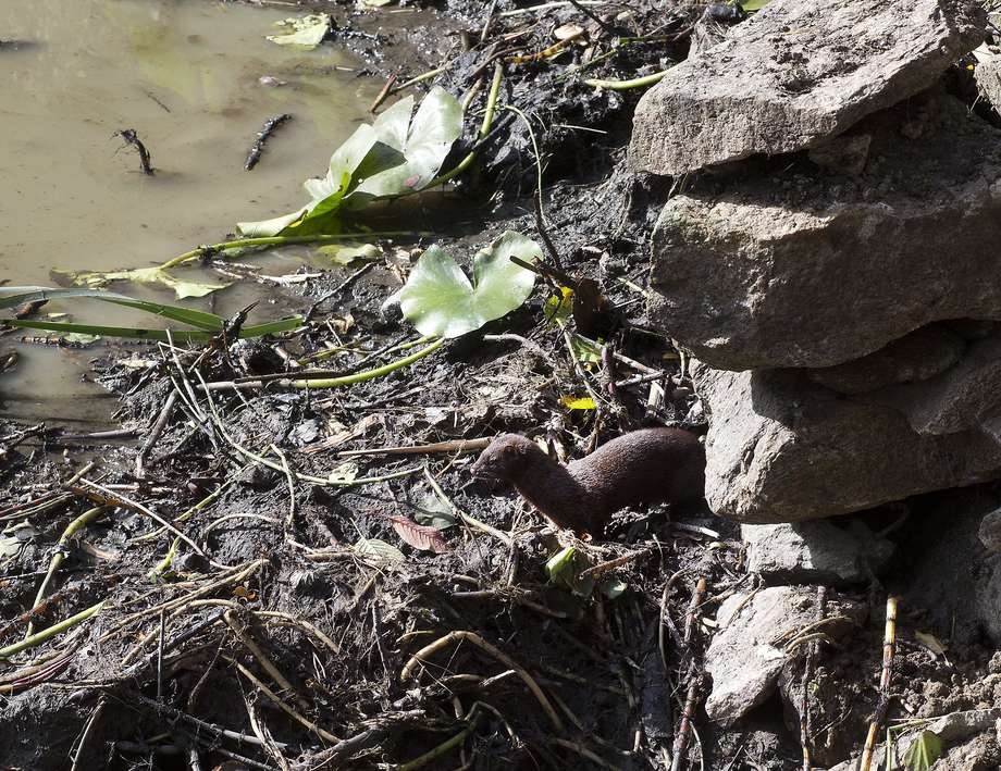 Medie: Bornholmske mink er flyttet