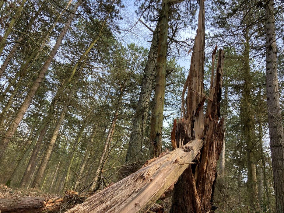Hvad skal der ske i Blykobbe Plantage?