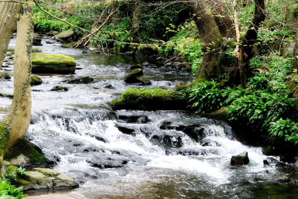 Gyldensåen - naturens eget eventyr Gyldensåen - naturens eget eventyr