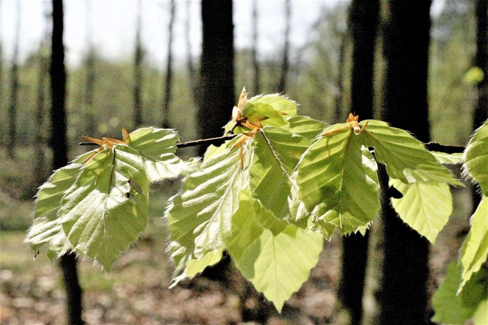 B�gen er sprunget ud