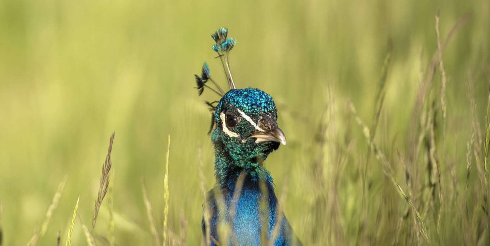 Kat drbt: Vinbondens pfugle er under mistanke