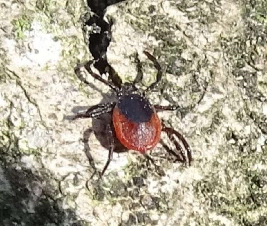 Skovfl�ten � det farligste dyr i skoven?