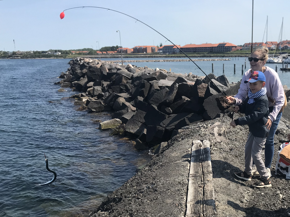 Fang din egen hornfisk