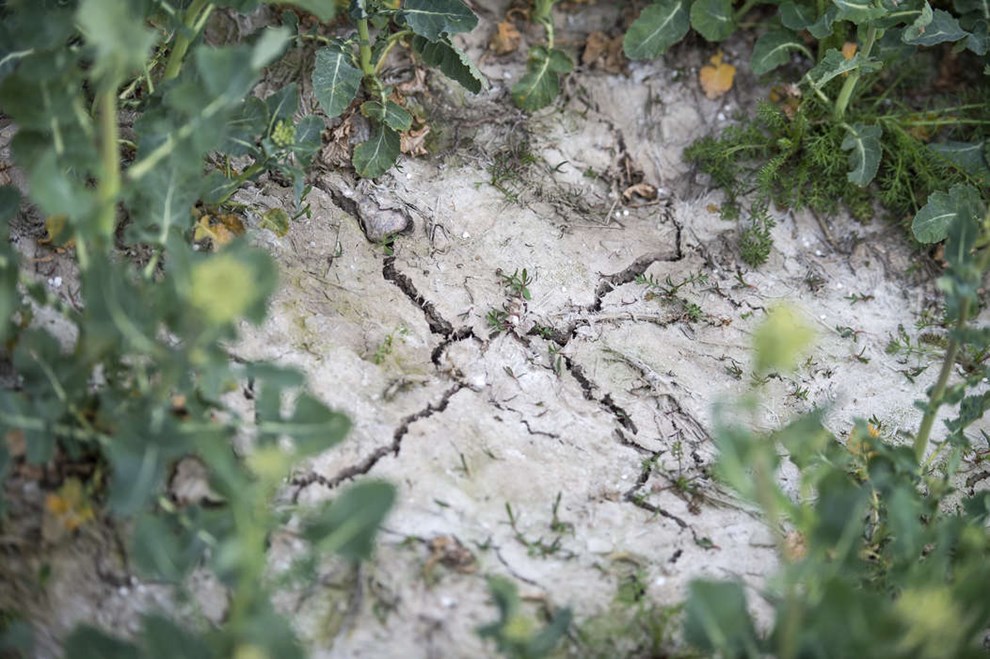 Tørken fortsætter: 'Det ser knastørt ud de næste mange dage'