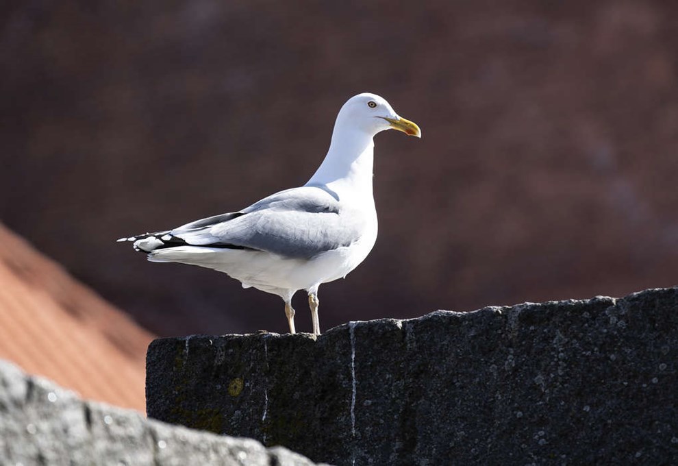 Problemer med m�ger: 'De snupper det ud af h�nden p� en'