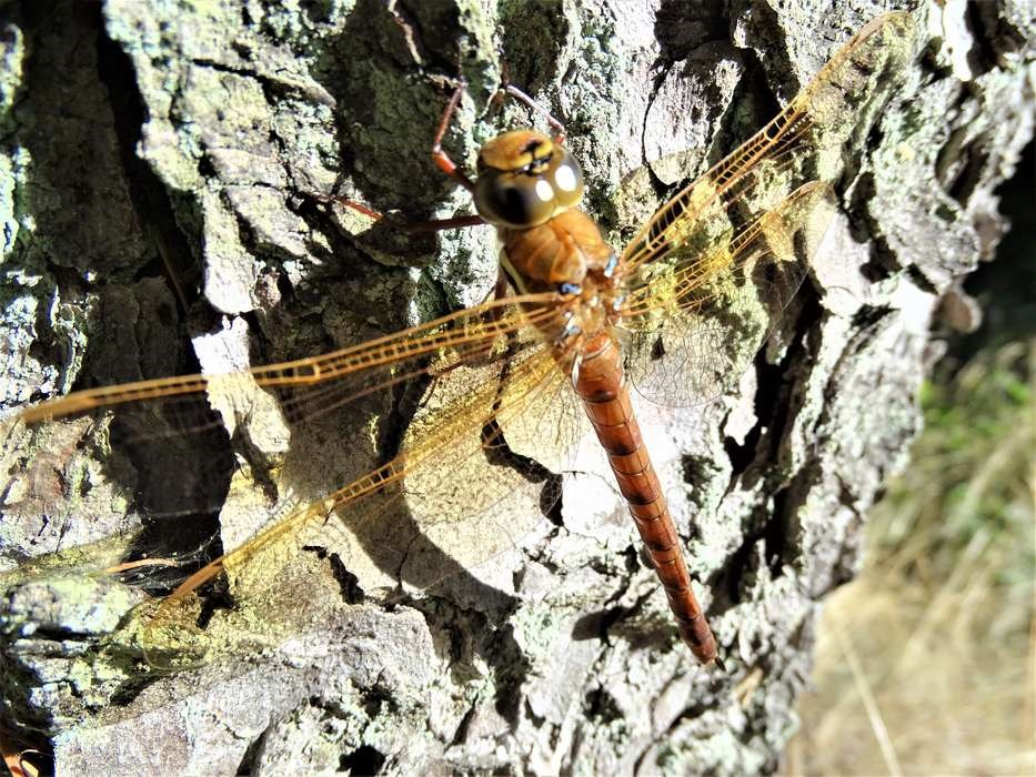 Guldsmedene � sommerens superflyvere