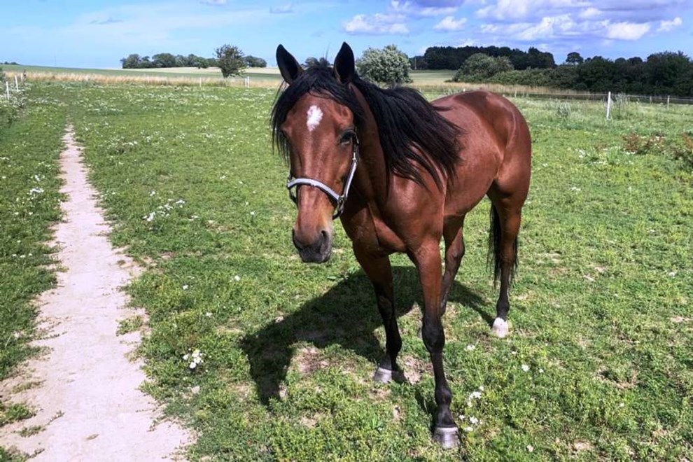 Brian Westh har fundet afløser for Hazard Sund