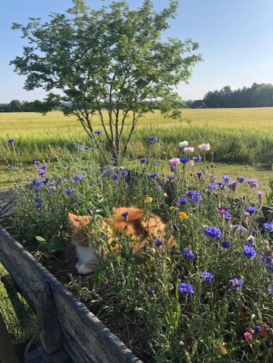 Dagens billede: En smuk sommerdag i Prsker