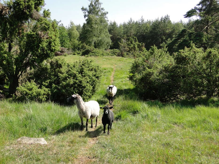 Enerne � det �bne landskabs buske