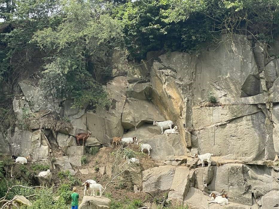 Dagens billede: Klatrende geder i Svartingedalen Dagens billede: Klatrende geder i Svartingedalen