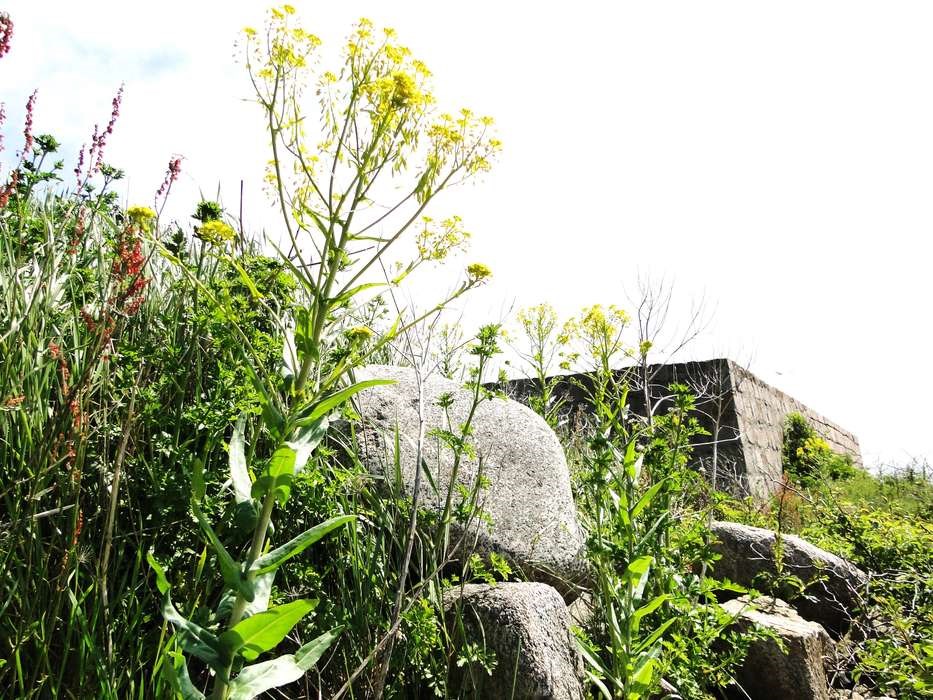 Farven bl: Fra farvevajd til indigo