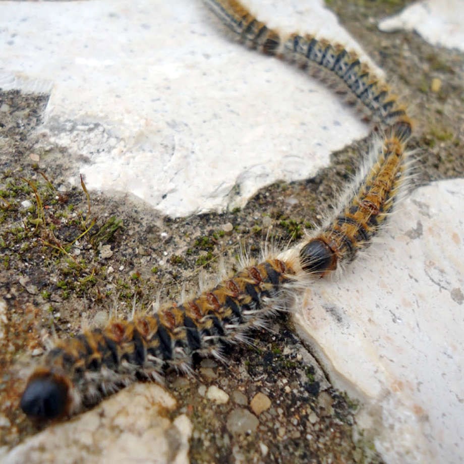 Dueoddes giftige larver p spil igen