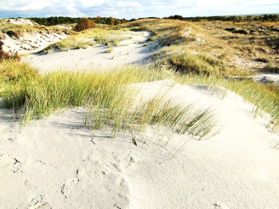 Dystre krigsminder, sultne l�ver og k�d�dende planter ved Dueodde.