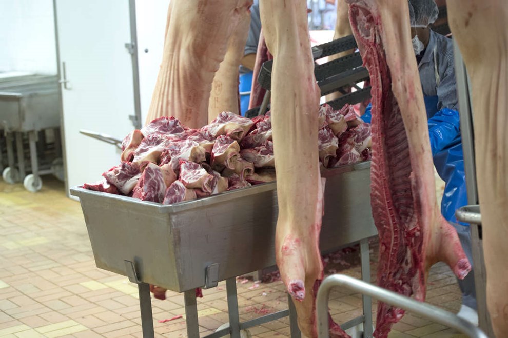 Ny frge kan meget mere end turister