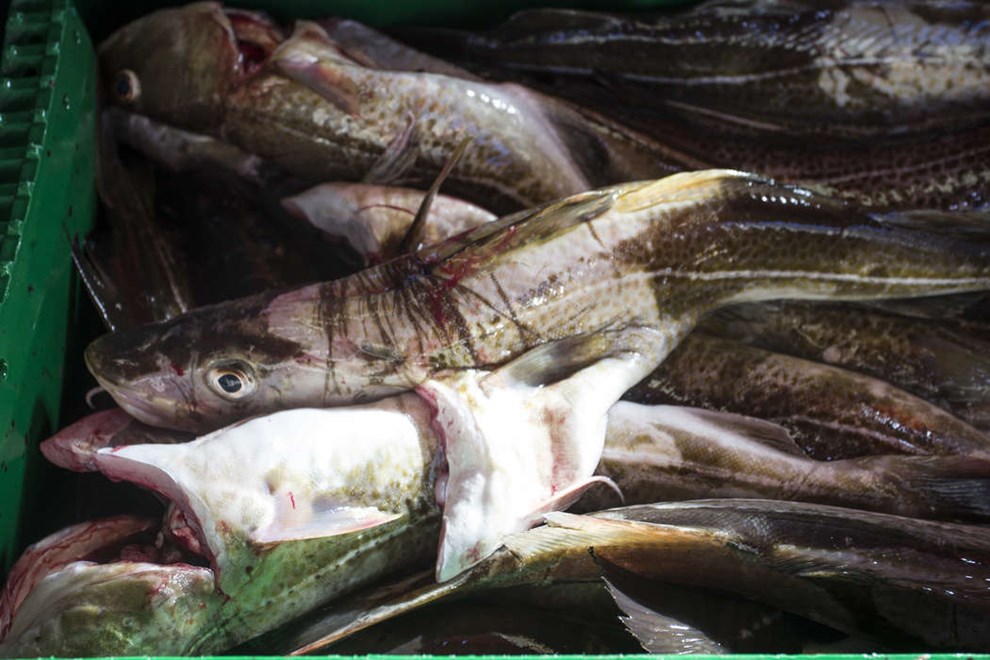 Sm� larver, store dr�mme: Svensk projekt giver nyt h�b for torsken  