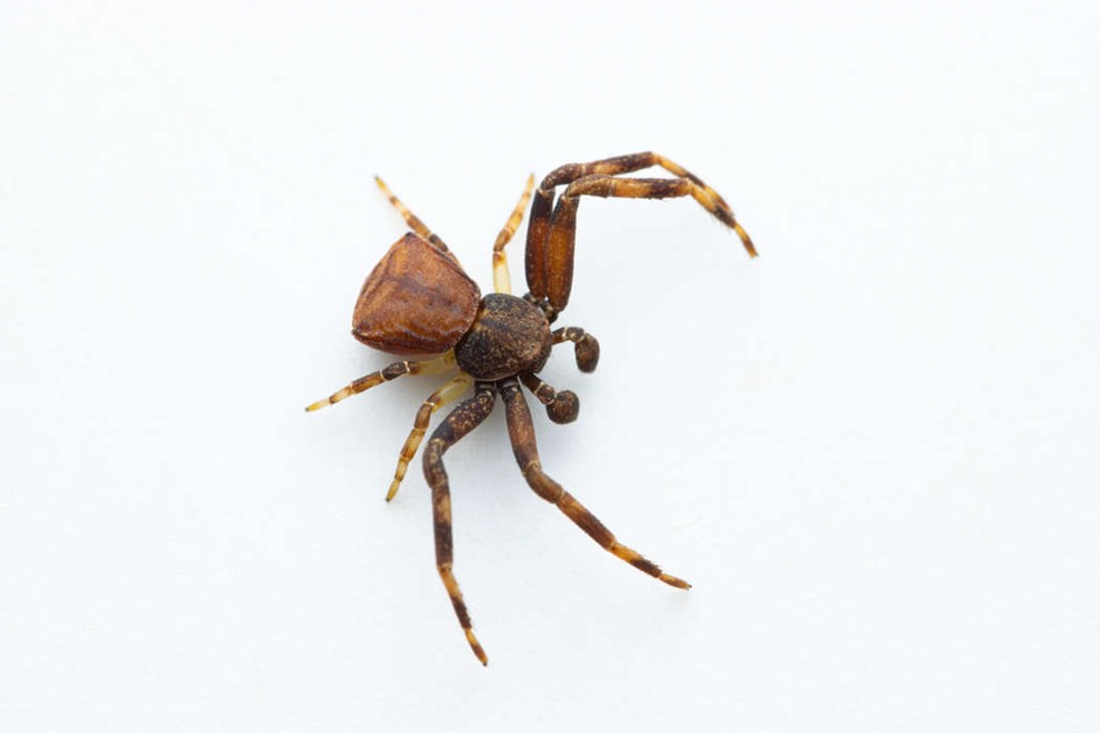 Bornholmsk sensation: Ekstremt sj�lden edderkop er genfundet efter 100 �r