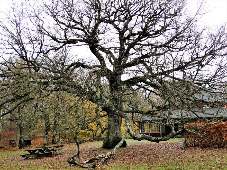 Bornholms ber�mte gamle tr�er