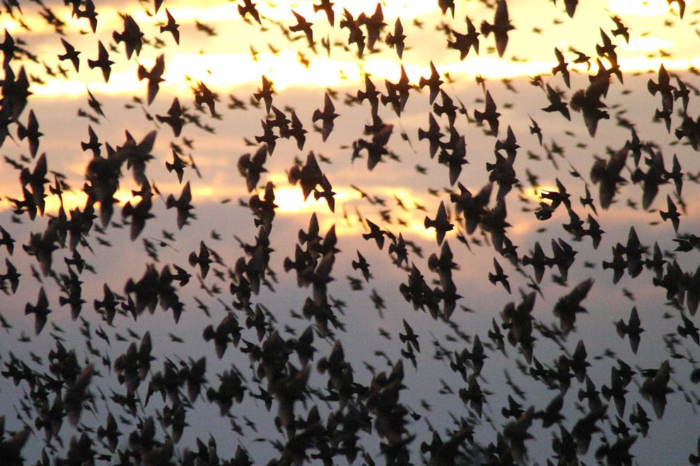 Russerstres sorte sol p Bornholm