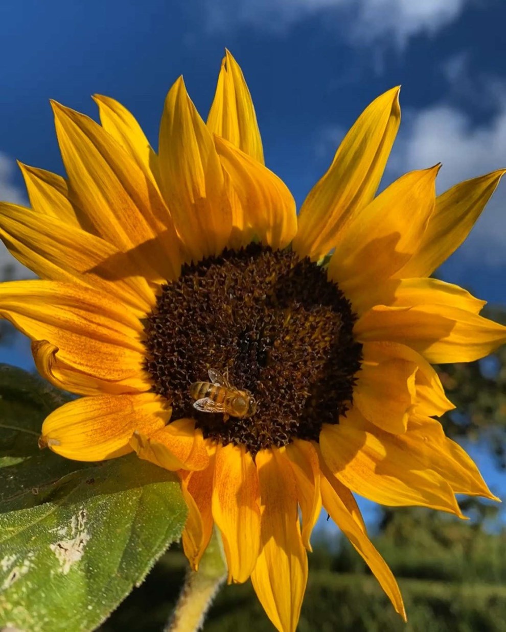 Dagens billede: Selv i oktober er honningbien p� arbejde