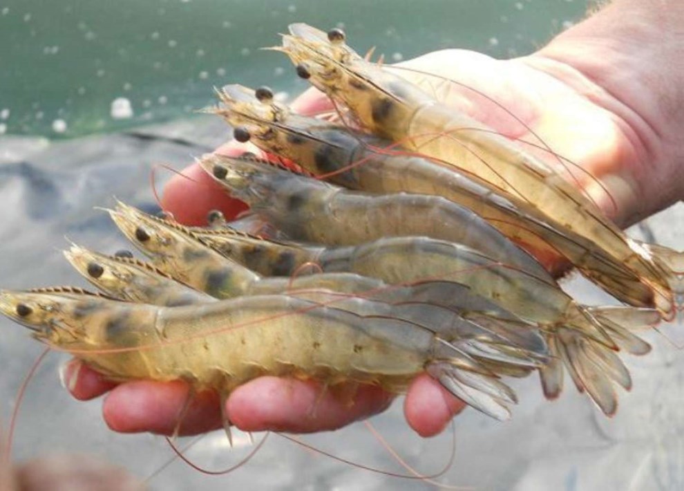 Forskere vil producere rejer i Nex