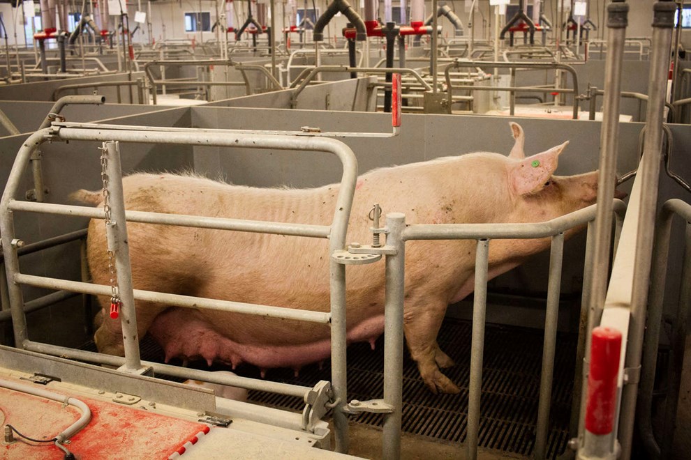 Den grnne trepart har mange udfordringer