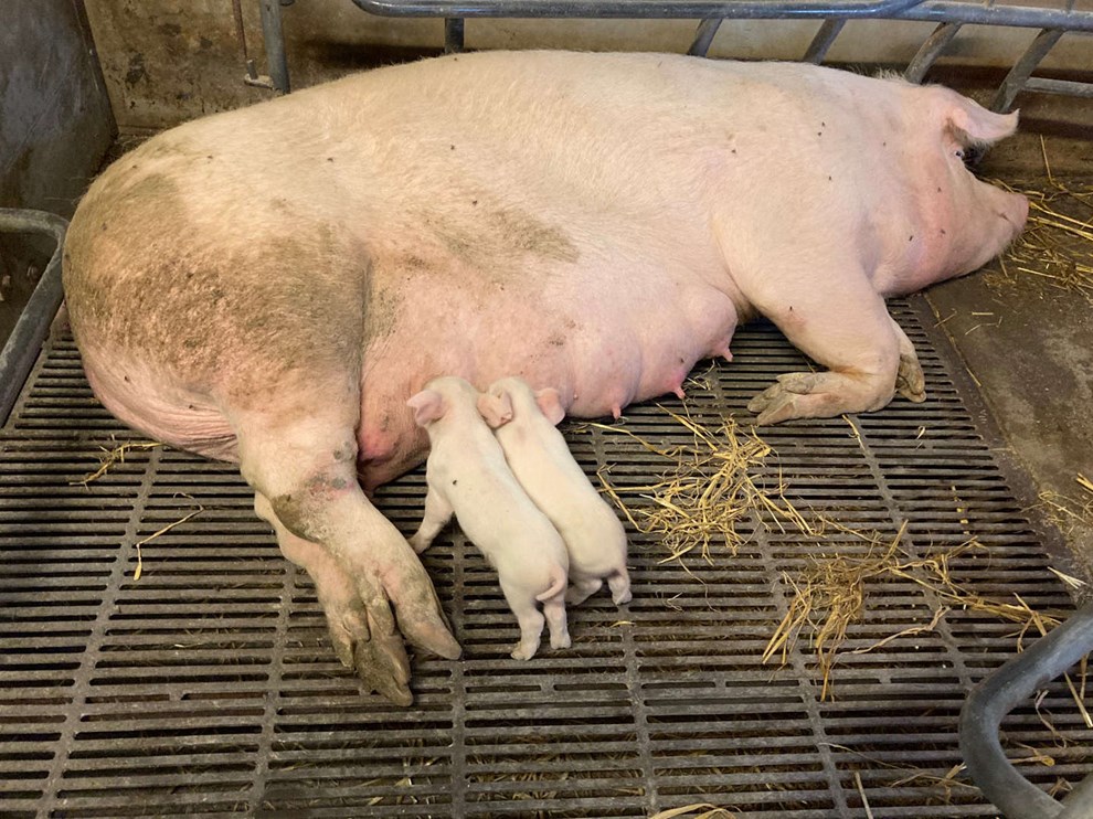 Det ER en d�dssejler