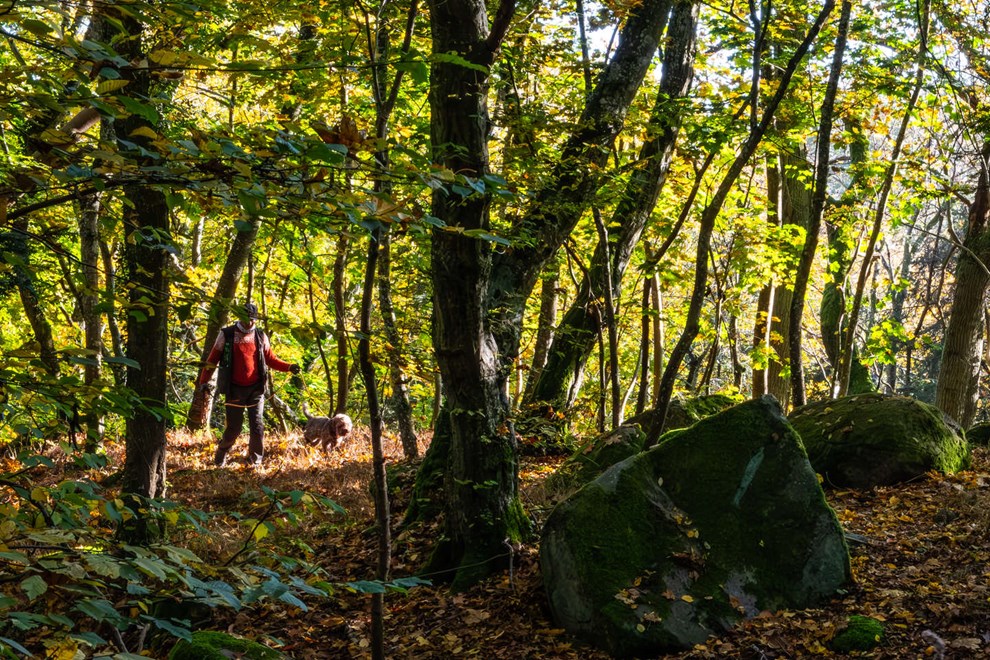 Aviskokkens jagt efter skovens guld