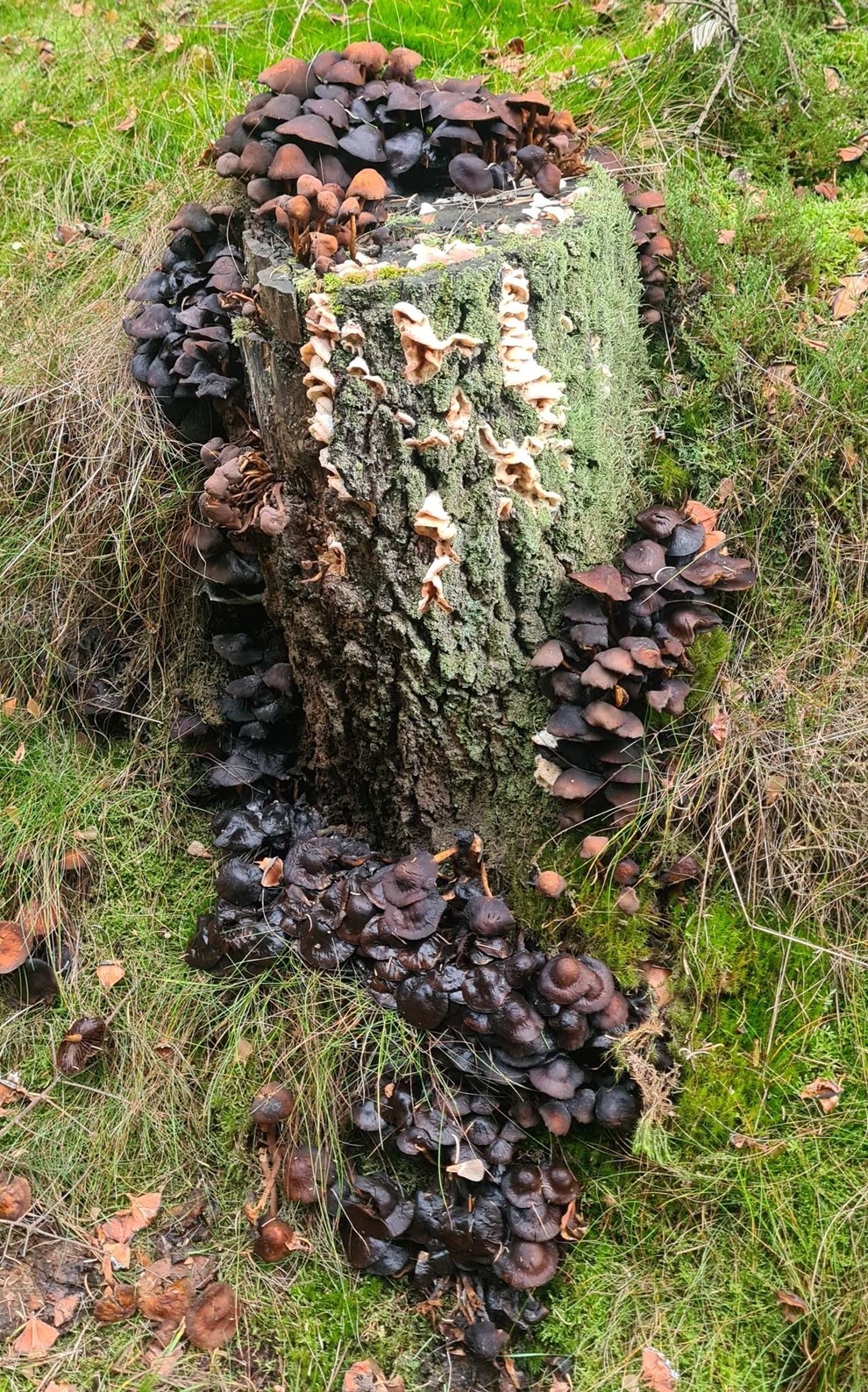 Dagens billede: Dekorativ tr�stub i Nyker Plantage