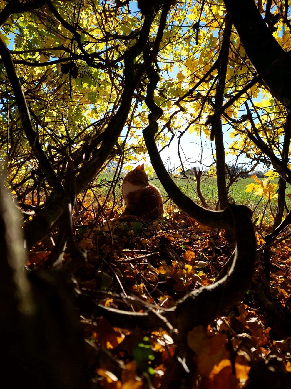 Dagens billede: Katten nyder efteråret i Klemensker Dagens billede: Katten nyder efteråret i Klemensker