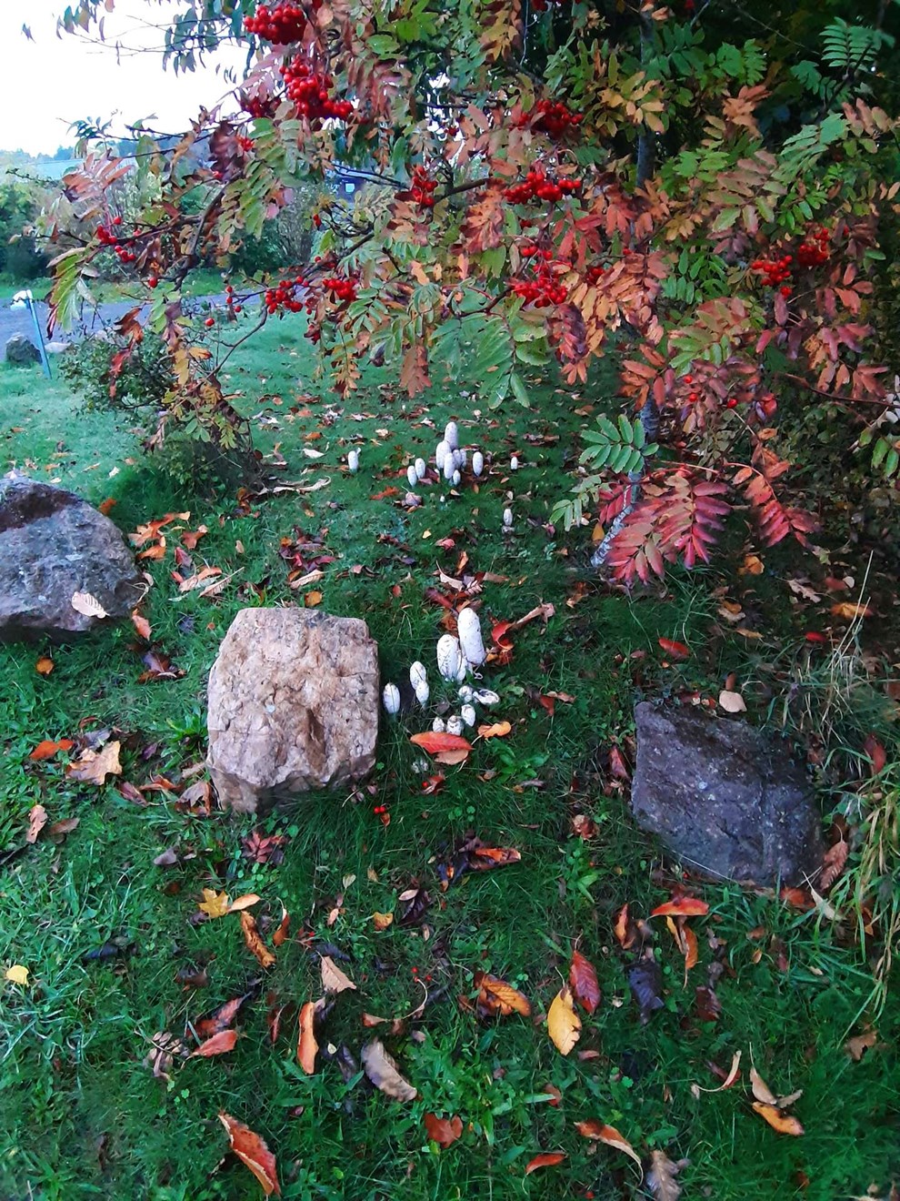 Dagens billede: Efterårsfarver fra Sandkås Dagens billede: Efterårsfarver fra Sandkås