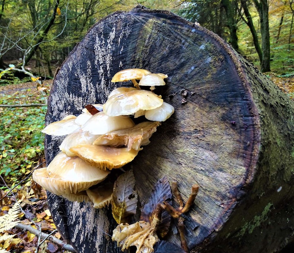 Naturens mærkelige svampe