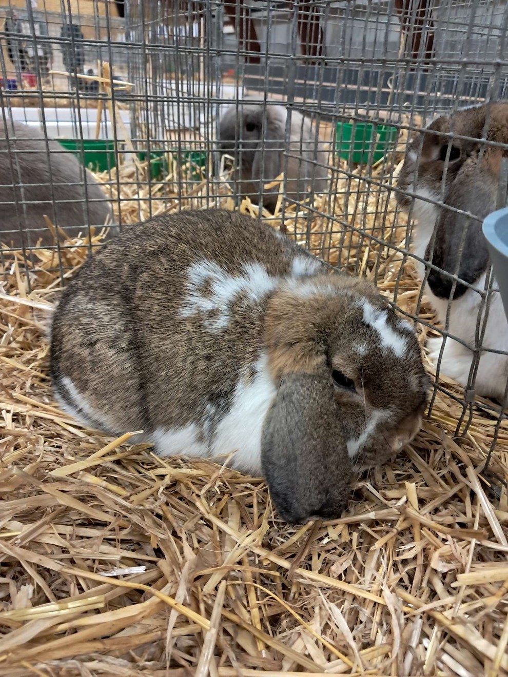 Vi er de tamme kaniner med meget lange ører Vi er de tamme kaniner med meget lange ører