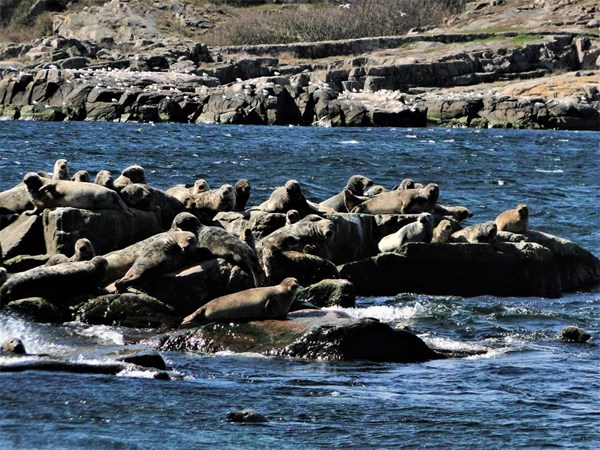 Klima�ndringer og klodens natur